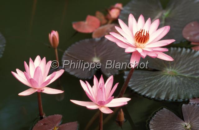 laos 26.JPG - Fleurs de LotusLaos